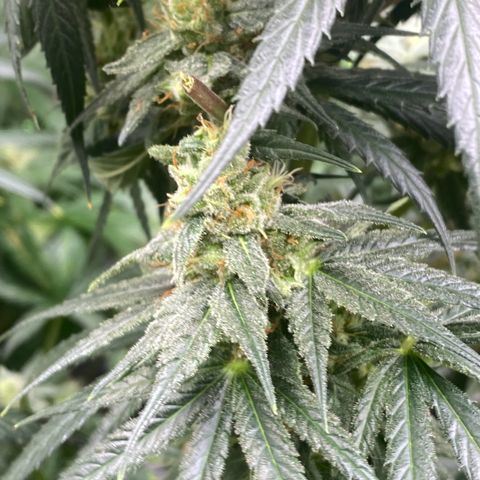 Baker bros  growlog timeline photo