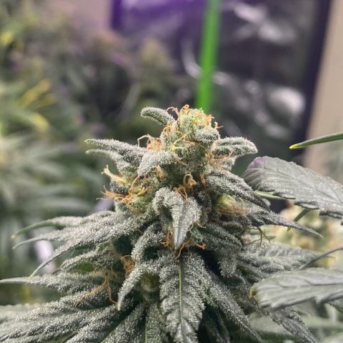 Baker bros  growlog timeline photo