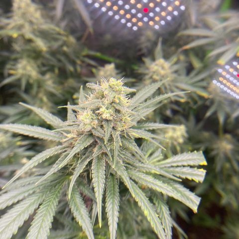 Baker bros  growlog timeline photo