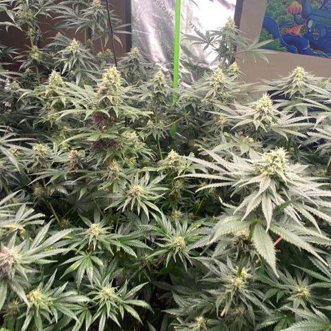 Baker bros  growlog timeline photo