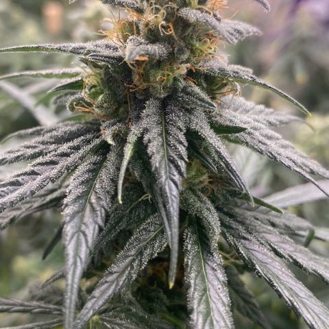 Baker bros  growlog timeline photo