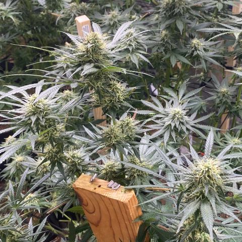 Baker bros  growlog timeline photo