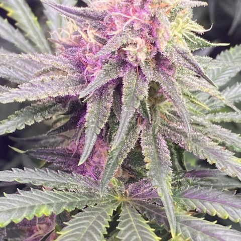 Baker bros  growlog timeline photo