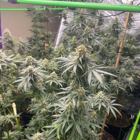 Baker bros  growlog timeline photo