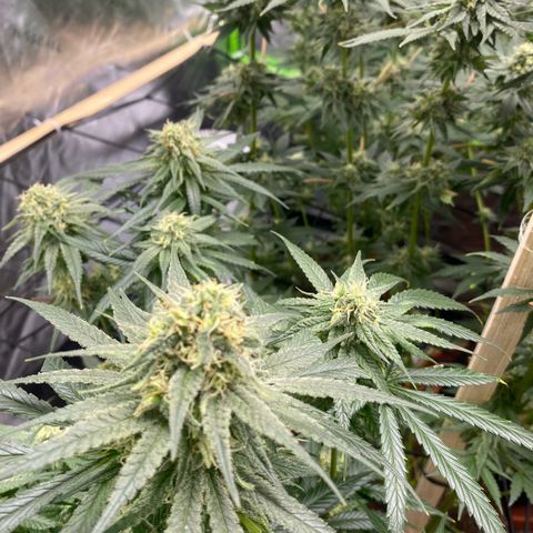 Baker bros  growlog timeline photo