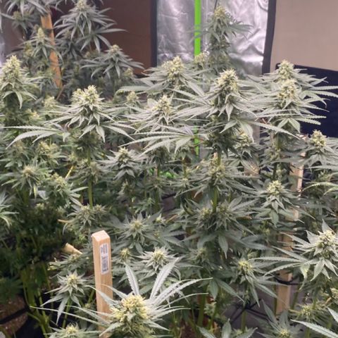 Baker bros  growlog timeline photo