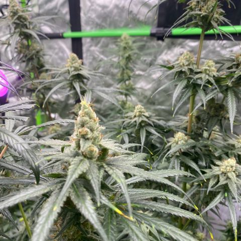 Baker bros  growlog timeline photo