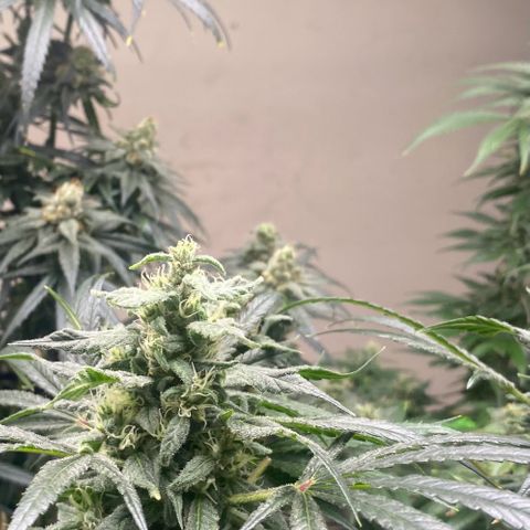 Baker bros  growlog timeline photo