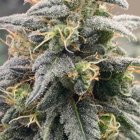 Baker bros  growlog timeline photo