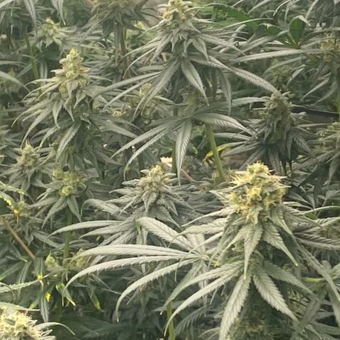 Baker bros  growlog timeline photo
