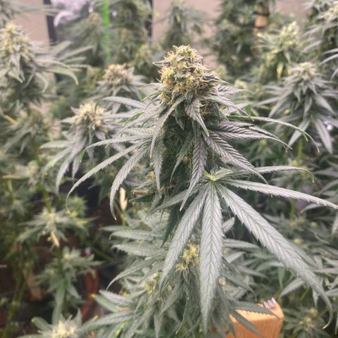 Baker bros  growlog timeline photo