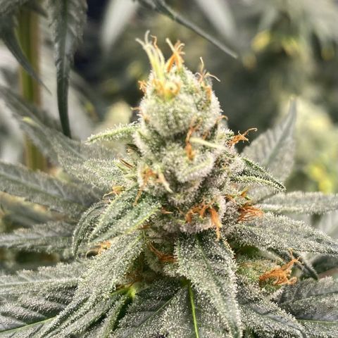 Baker bros  growlog timeline photo