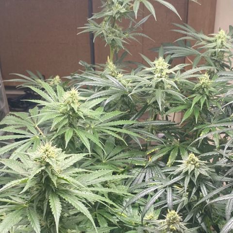 Baker bros  growlog timeline photo