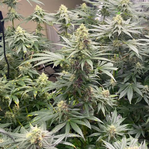 Baker bros  growlog timeline photo