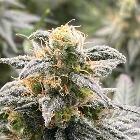 Baker bros  growlog timeline photo
