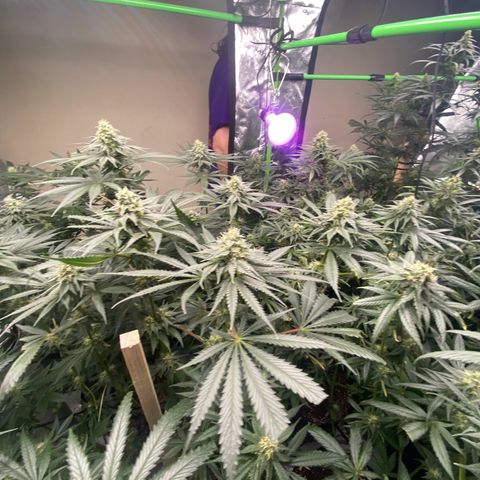 Baker bros  growlog timeline photo