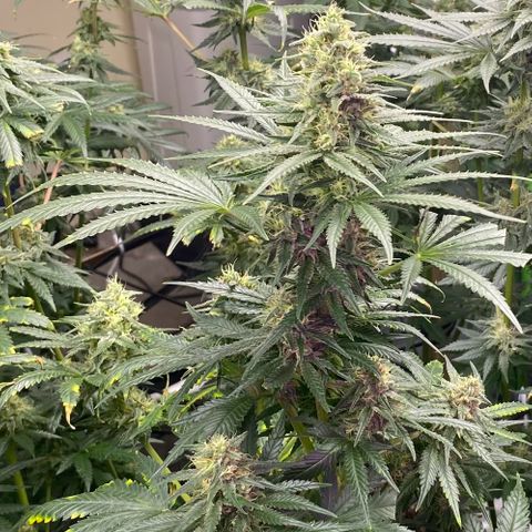 Baker bros  growlog timeline photo
