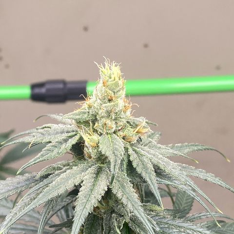 Baker bros  growlog timeline photo