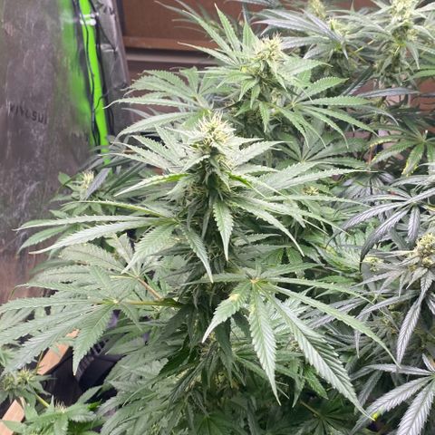 Baker bros  growlog timeline photo