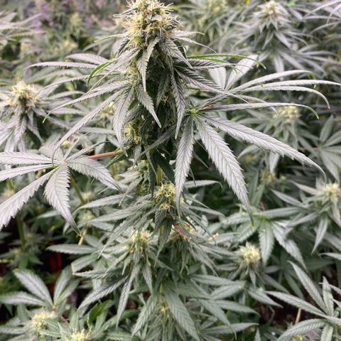 Baker bros  growlog timeline photo