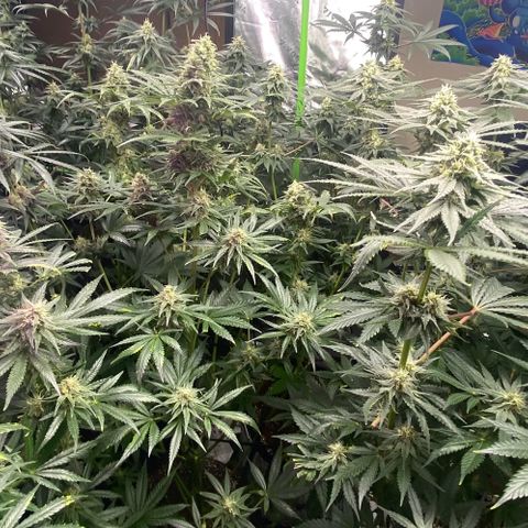 Baker bros  growlog timeline photo