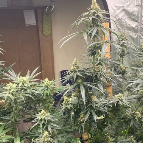 Baker bros  growlog timeline photo