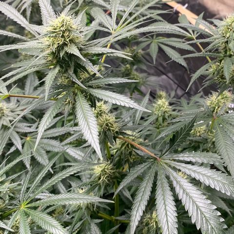 Baker bros  growlog timeline photo