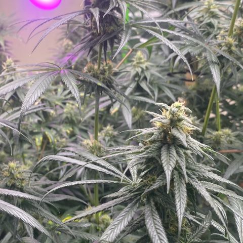 Baker bros  growlog timeline photo