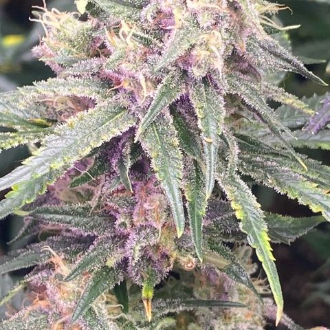 Baker bros  growlog timeline photo