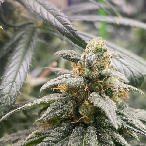 Baker bros  growlog timeline photo