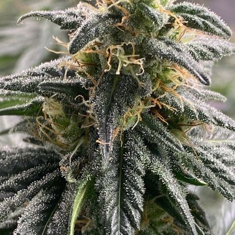 Baker bros  growlog timeline photo