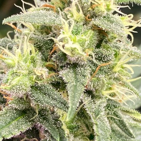 Baker bros  growlog timeline photo