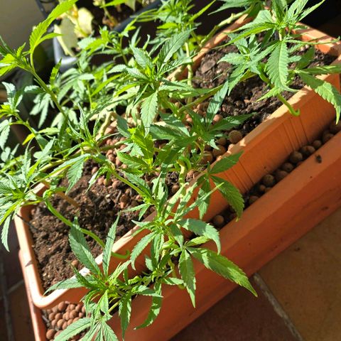 The tortured growlog photo: This plant is very interesting to me.. So far there has been breakage, drying, pruning, trainings, I cut three times at the top.  The name "tortured" really fits, but he is also a survivor.