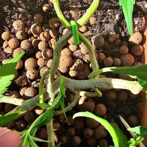 The tortured growlog photo: Just a little bonsai training