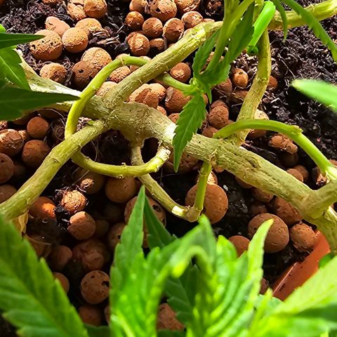 The tortured growlog timeline photo