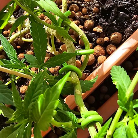 The tortured growlog timeline photo