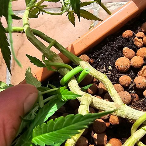 The tortured growlog timeline photo