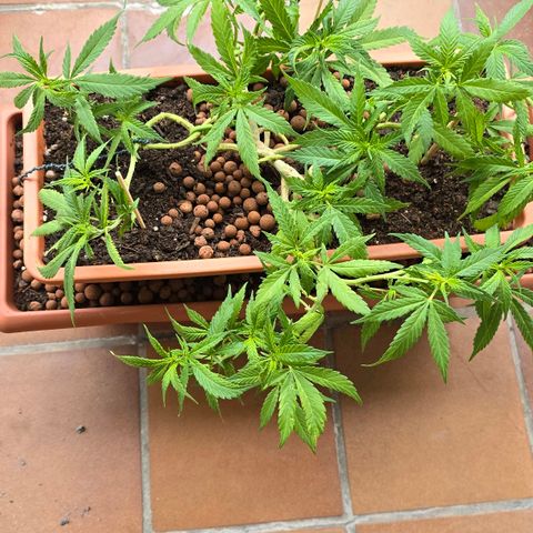 The tortured growlog timeline photo