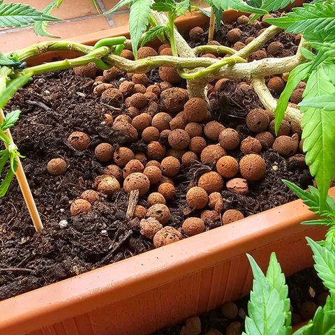 The tortured growlog timeline photo