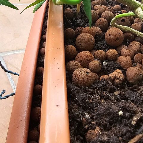 The tortured growlog timeline photo