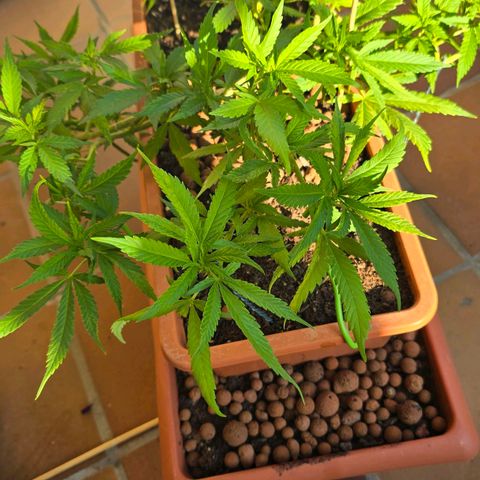 The tortured growlog timeline photo