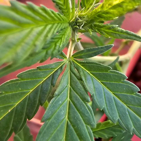 The tortured growlog photo: Small flower
