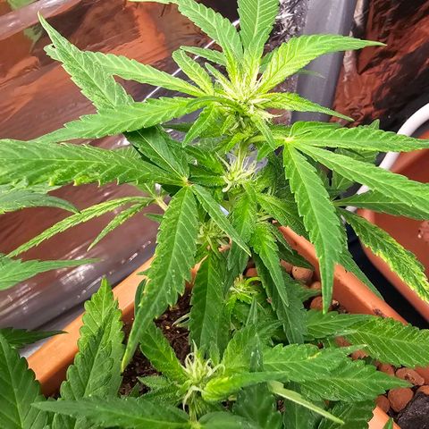The tortured growlog timeline photo