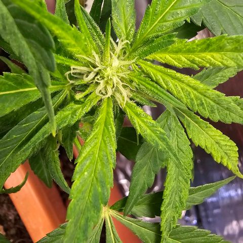 The tortured growlog timeline photo