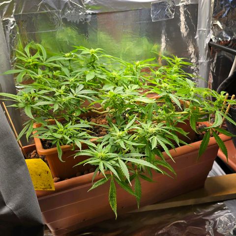 The tortured growlog timeline photo