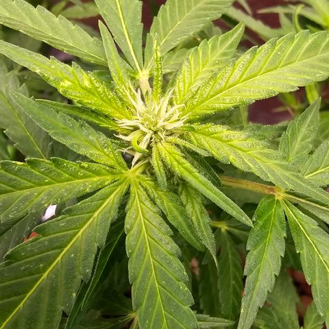The tortured growlog timeline photo