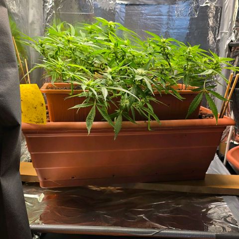 The tortured growlog timeline photo