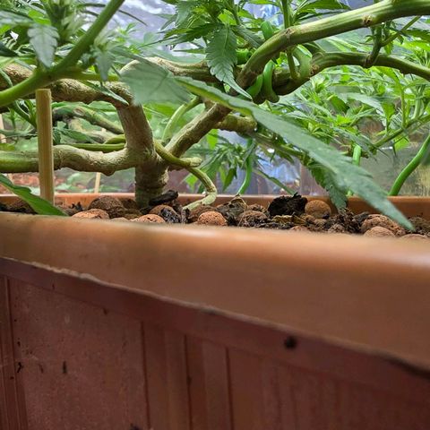 The tortured growlog timeline photo
