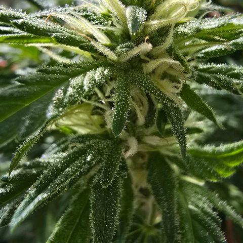 The tortured growlog timeline photo