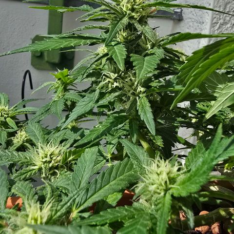 The tortured growlog timeline photo